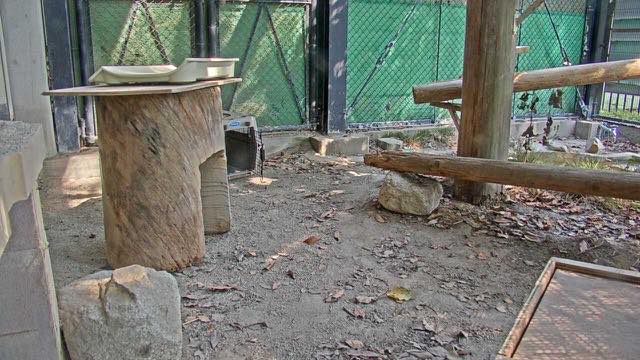 ツシマヤマネコ（福岡市動物園）の見本画像（2026年8月）