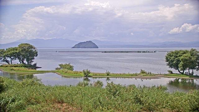 琵琶湖の水鳥の見本画像（2026年8月）
