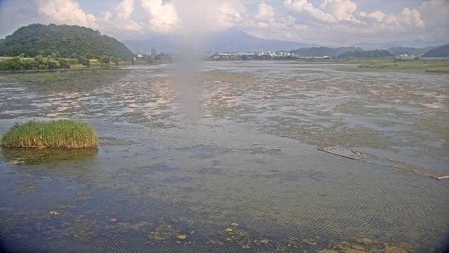 米子水鳥公園のコハクチョウの見本画像（2026年8月）