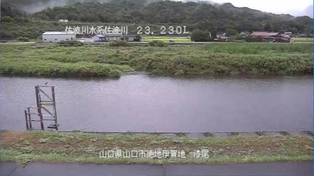 佐波川 漆尾の見本画像（2026年9月）