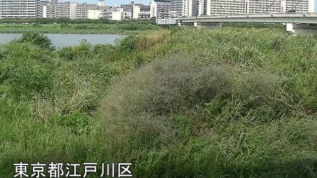 Sample frame from Below Metropolitan Expressway Route 7 (August 2026)